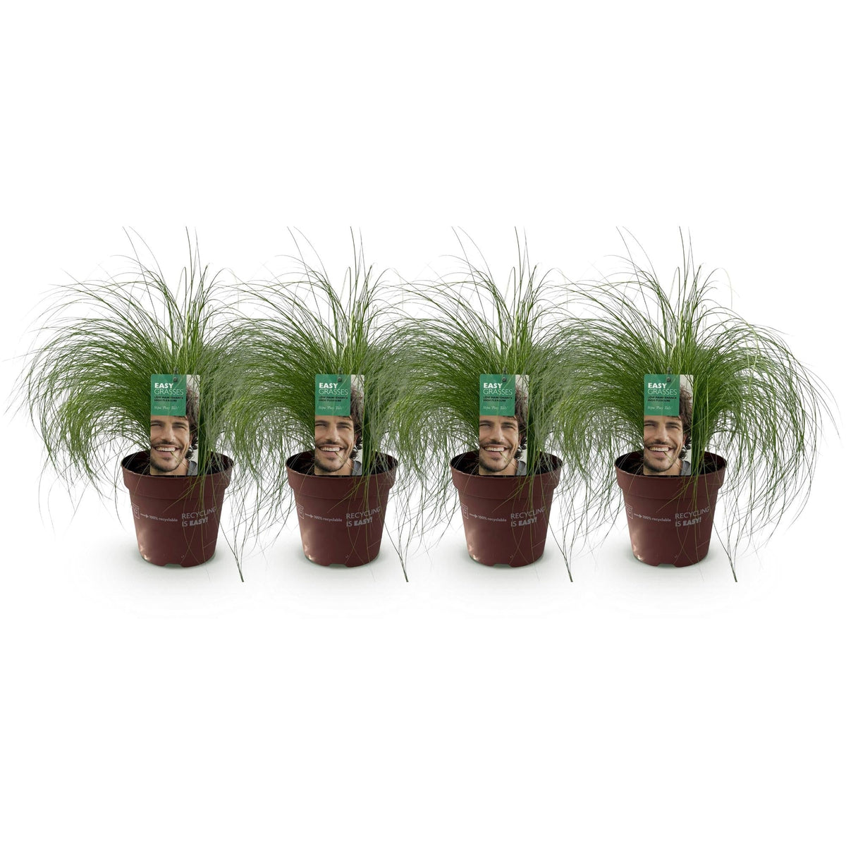 Zartes Federgras Stipa tenuifolia Pony Tails – Ø17cm – Immergrün, pflegeleicht & trockenheitsresistent – Ansicht 12