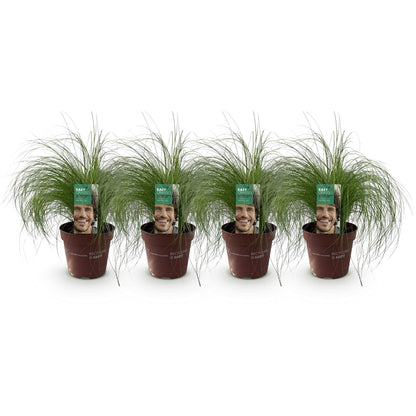 Zartes Federgras Stipa tenuifolia Pony Tails – Ø17cm – Immergrün, pflegeleicht & trockenheitsresistent – Ansicht 12