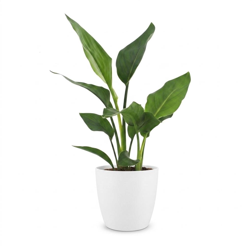 Paradiesvogelblume – Strelitzia reginae – Topf Ø12cm – Höhe 35cm – mit weißem Dekotopf – Ansicht 2