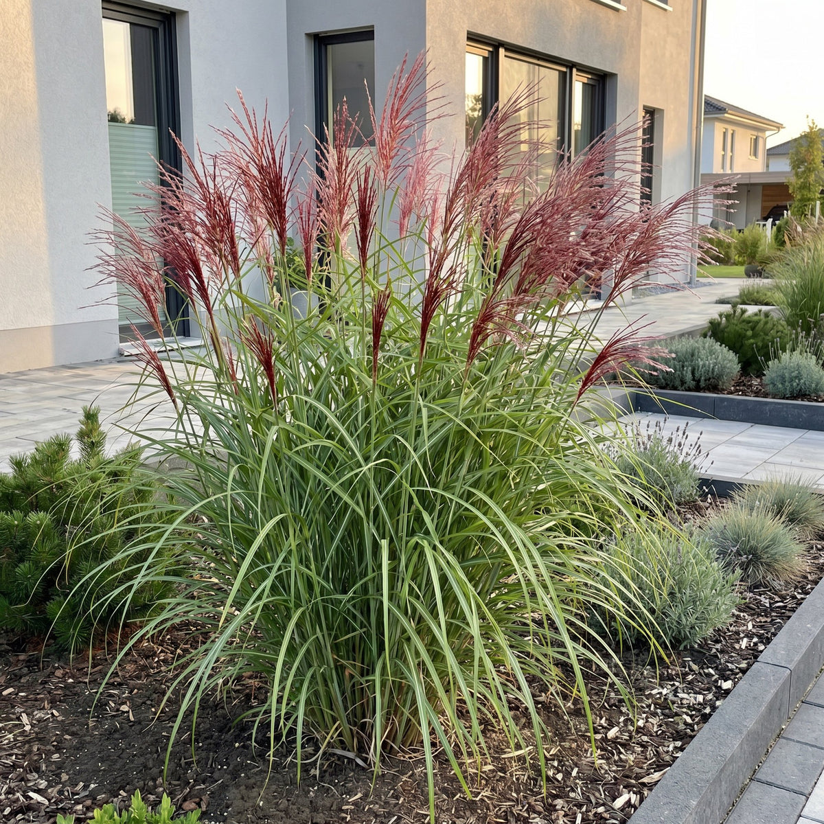 Chinaschilf 'Red Chief' – Miscanthus sinensis 'Red Chief' – 12 Pflanzen – Topf Ø11cm – Ansicht 6