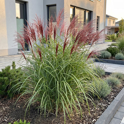 Chinaschilf 'Red Chief' – Miscanthus sinensis 'Red Chief' – 12 Pflanzen – Topf Ø11cm – Ansicht 6