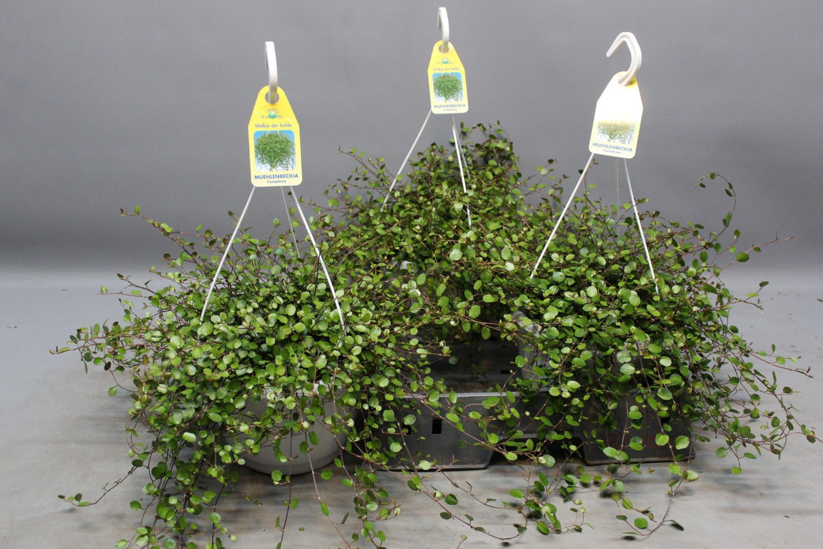 Drahtstrauch Muehlenbeckia – Zimmerpflanze Ø22cm – Höhe ca. 35cm – Filigraner Blattschmuck & dichter Wuchs – Pflegeleicht & vielseitig – Für Innen- & Außenbereiche 