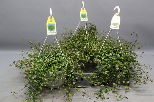Drahtstrauch Muehlenbeckia – Zimmerpflanze Ø22cm – Höhe ca. 35cm – Filigraner Blattschmuck & dichter Wuchs – Pflegeleicht & vielseitig – Für Innen- & Außenbereiche 