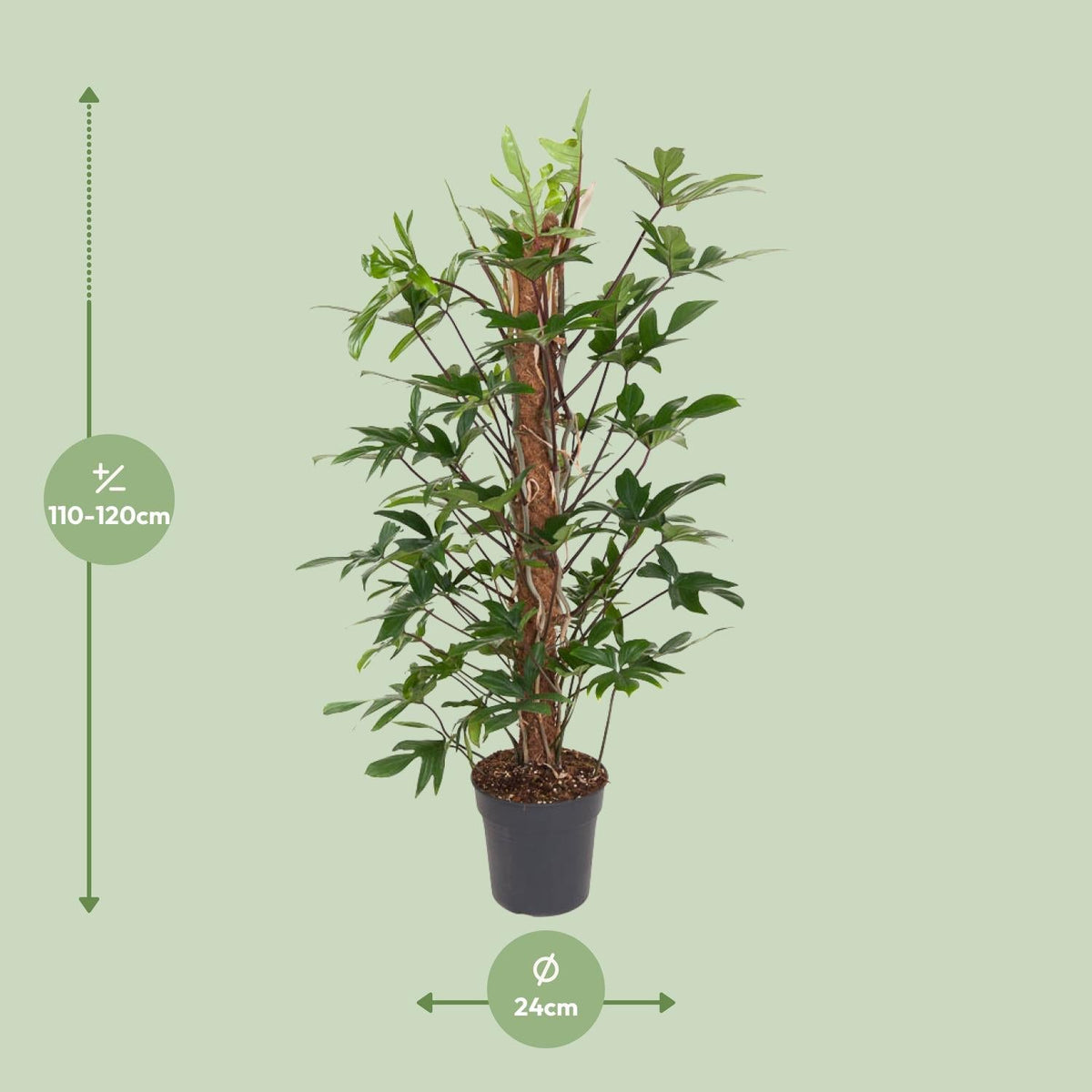 Baumfreund – Philodendron Pedatum – Zimmerpflanze – Ø24 cm – ↕120 cm – Pflegeleicht – Halbschatten – Üppiges grünes Laub 