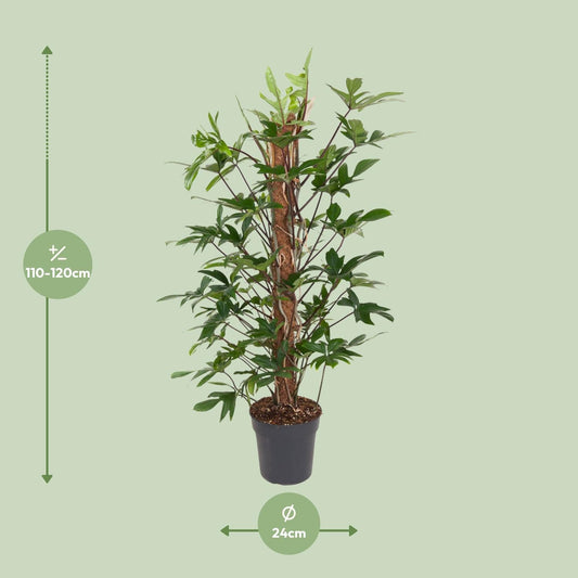 Baumfreund – Philodendron Pedatum – Zimmerpflanze – Ø24 cm – ↕120 cm – Pflegeleicht – Halbschatten – Üppiges grünes Laub 
