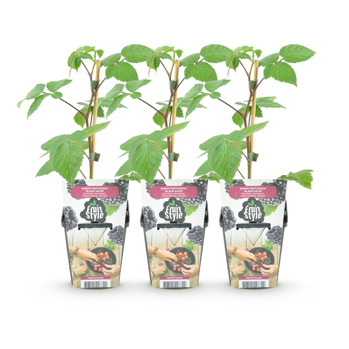 Brombeere Rubus fruticosus Black Satin winterhart 3 Pflanzen Ø9cm Höhe 30cm – Schwarze Brombeere für Garten Beet Balkon & Terrasse 