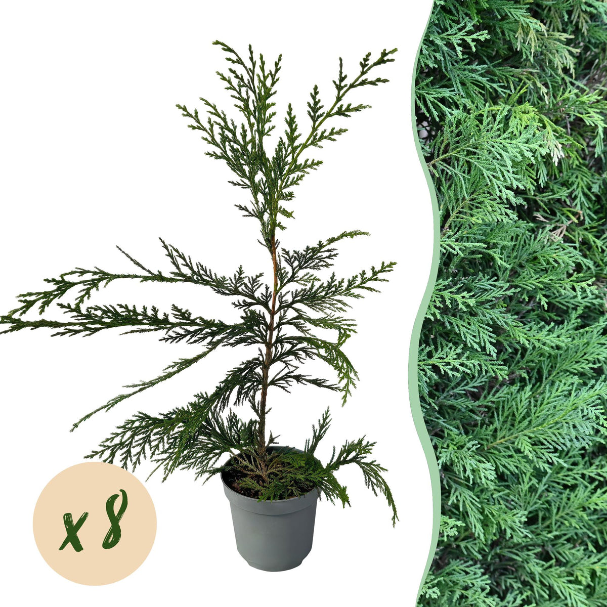 Leyland-Zypresse Cupressocyparis leylandii – Immergrüne Heckenpflanze – 8 Pflanzen – 1 m – 9 cm Höhe 35–40 cm – Schnellwachsend & Pflegeleicht 