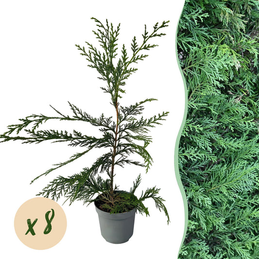 Leyland-Zypresse Cupressocyparis leylandii – Immergrüne Heckenpflanze – 8 Pflanzen – 1 m – 9 cm Höhe 35–40 cm – Schnellwachsend & Pflegeleicht 
