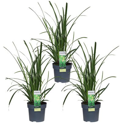 3x - Carex morrowii 'Irish Green' - ↨30cm - Ø14 