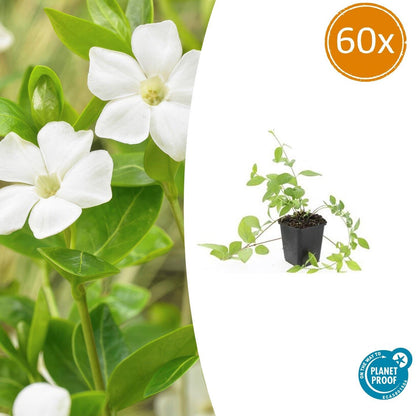 Großblättriges Immergrün Vinca major 'Alba' – Bodendecker – Ø9cm – ↕10-25cm – Weiße Blüten – pflegeleicht – Ansicht 28
