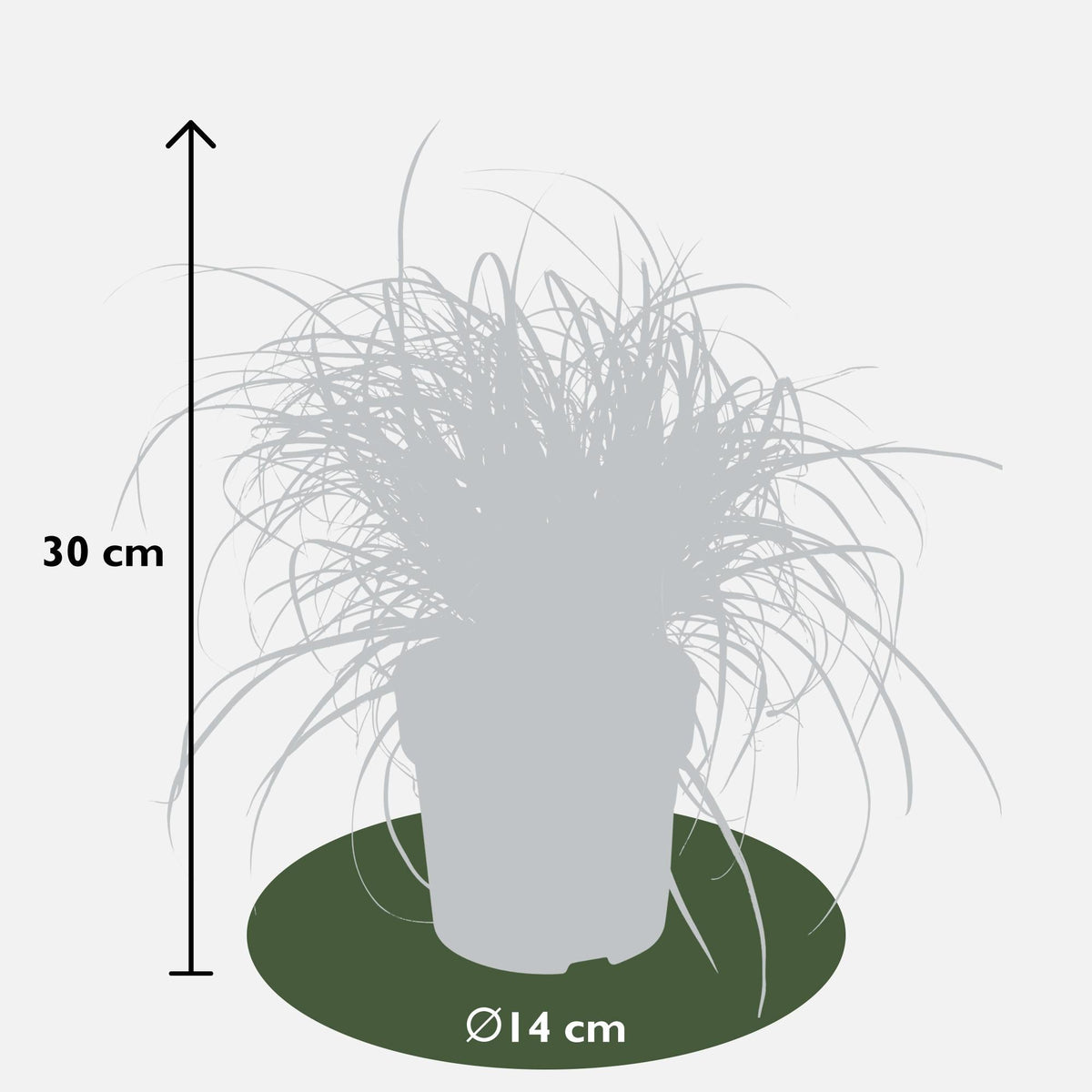 Mahagonigras - Uncinia rubra Everflame - Ø14cm - ↕30cm 