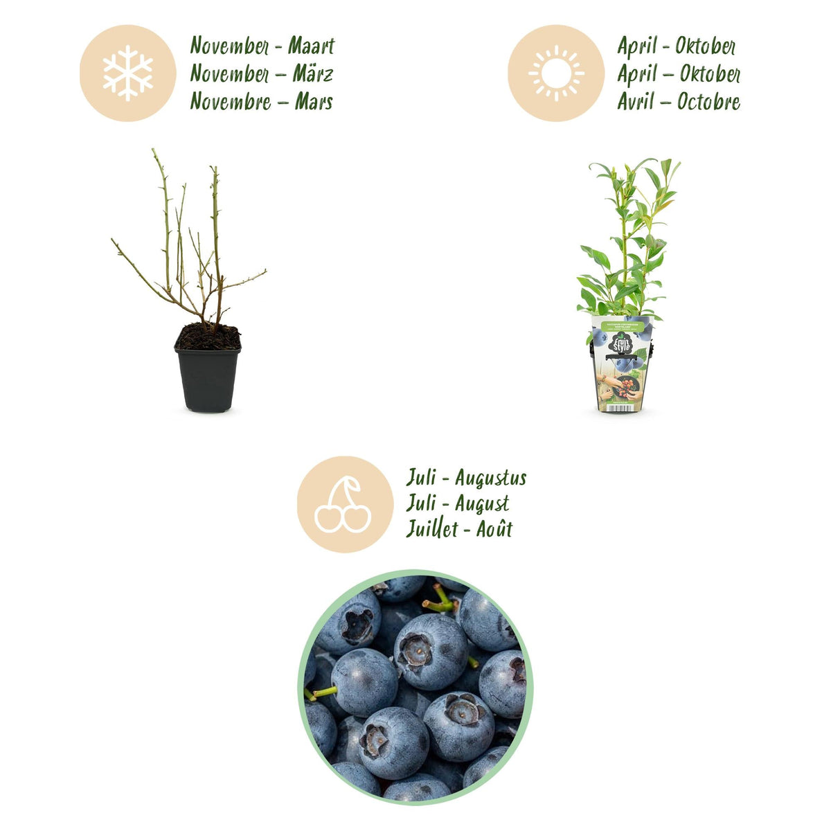 Blaubeere Vaccinium corymbosum Northland winterhart Ø9cm Höhe30cm – Ansicht 14