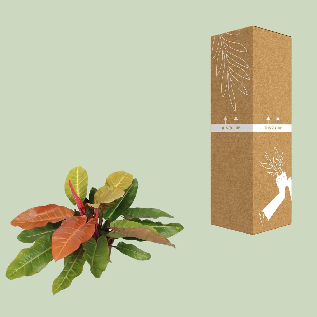 Philodendron Prince Of Orange - Ø27cm - ↕75cm 