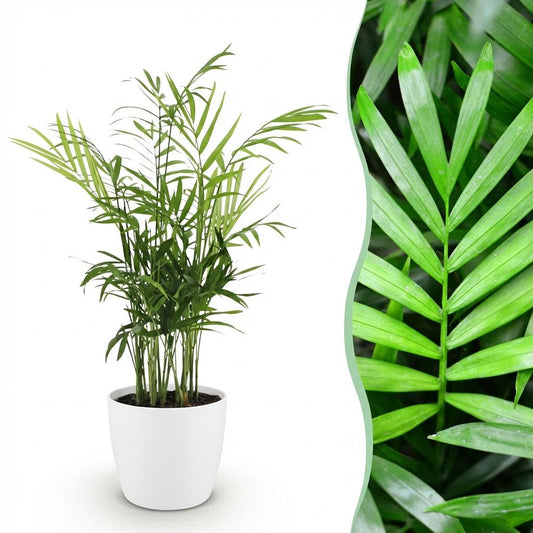 Green boutiQ - Zimmerpflanze - Chamaedorea elegans - Goldpalme - Haustierfreundliche Pflanze - Grün - 1 Pflanze - mit Potter Weiß - Topf 12cm - Höhe 15cm 