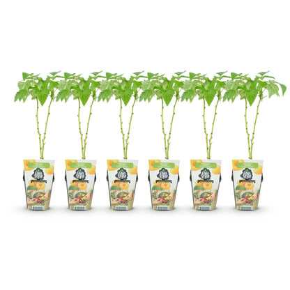 GreenboutiQ - Obstpflanzen - Himbeere - Rubus idaeus Fallgold - Winterhart - 6 Pflanzen - Topf 9 cm - Gelbe Himbeere 