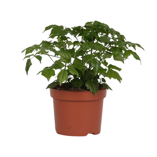 Zimmeresche Radermachera Sinica – Zimmerpflanze – Ø12cm – ↨27cm – Elegante, pflegeleichte Grünpflanze 
