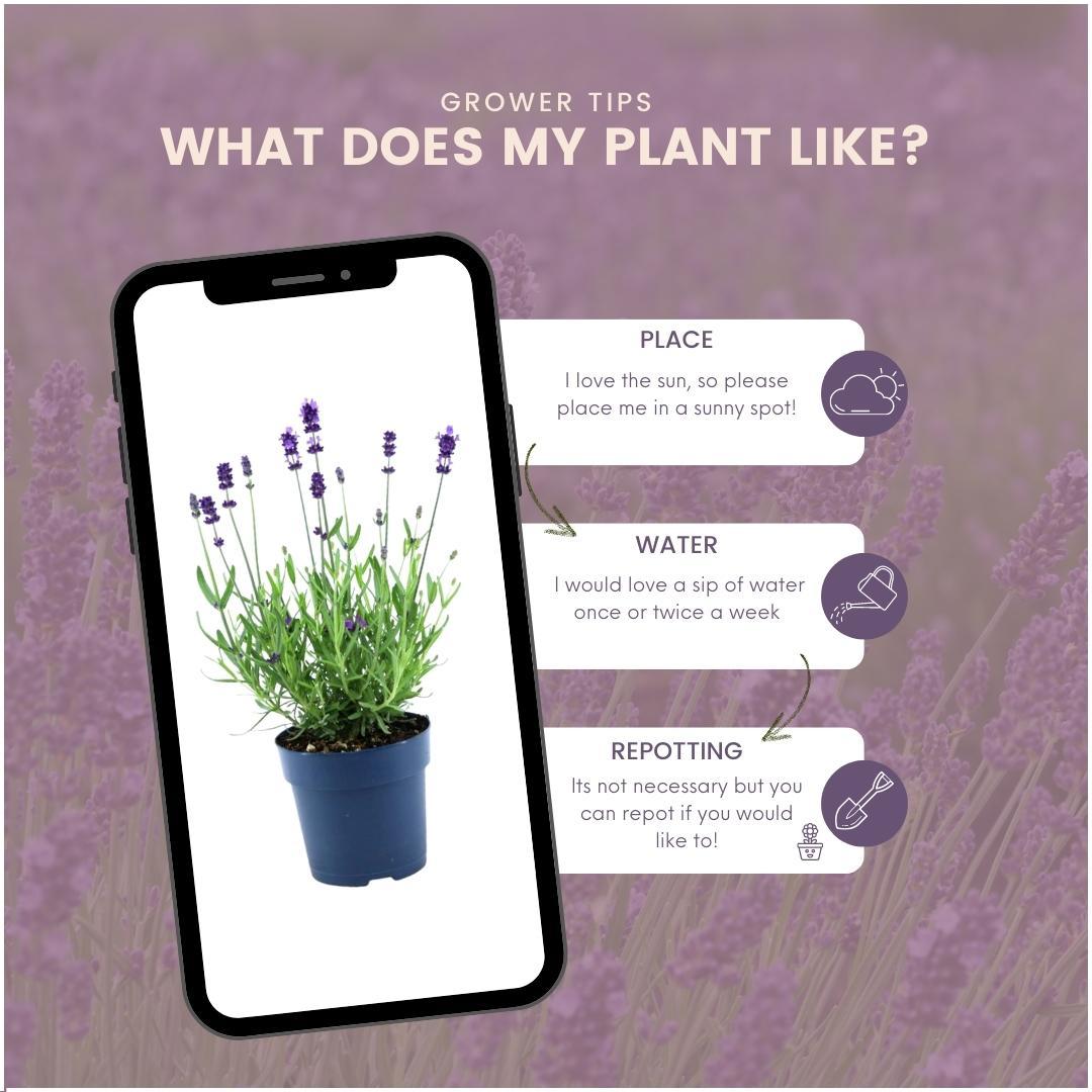 Echter Lavendel Felice – Lavandula angustifolia – Ø12 cm – 50 cm hoch – 24 Pflanzen – Winterhart – Duftend – Bienen & Schmetterlinge 