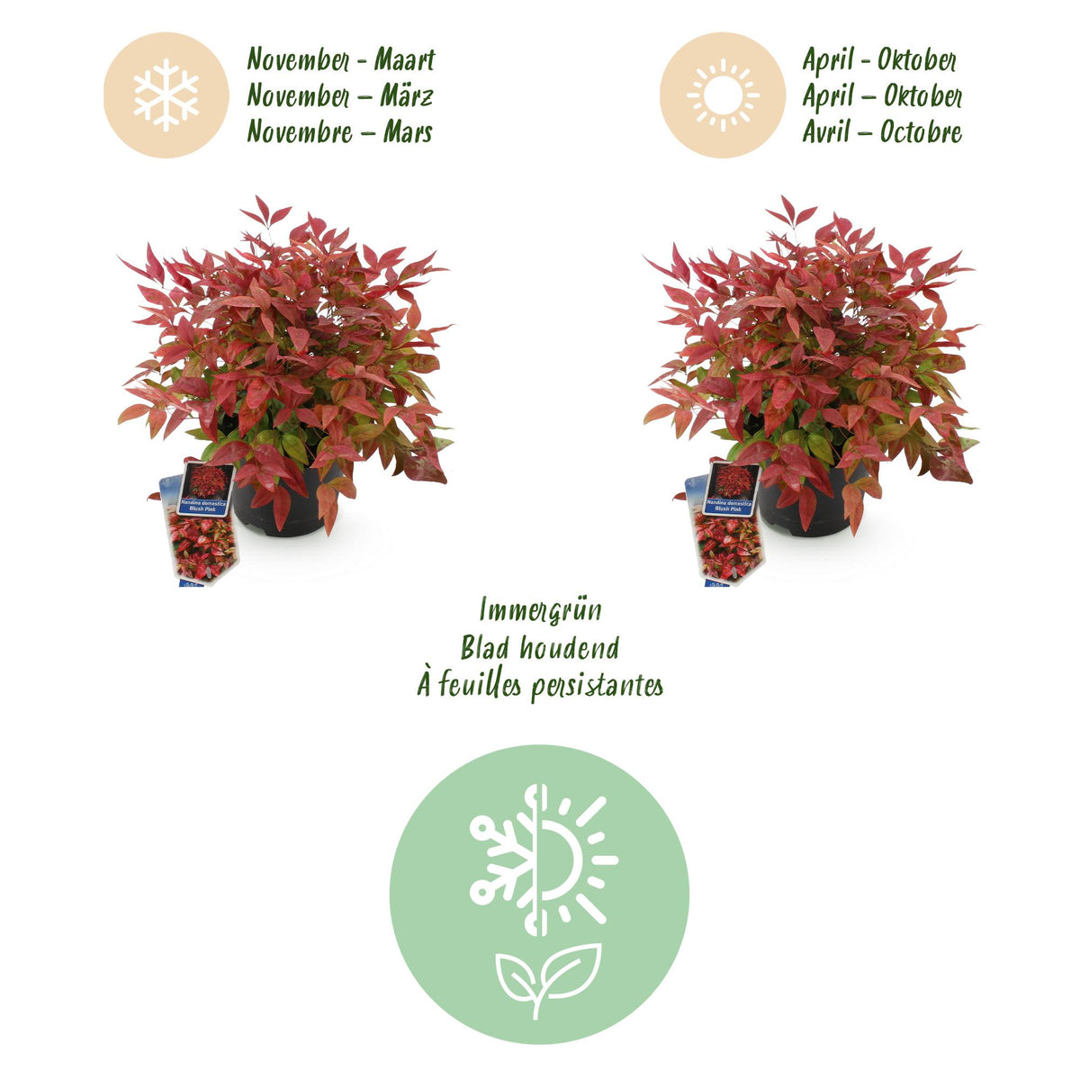 GreenboutiQ - Gartenpflanze - Nandina Blush Pink - Dunkelrosa - 1 Pflanze - Immergrün - Wenig Pflege - Topf 17cm Höhe 40cm 