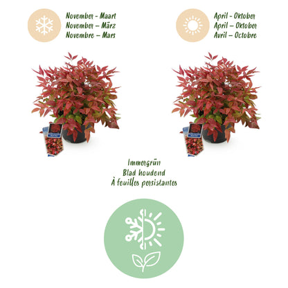 GreenboutiQ - Gartenpflanze - Nandina Blush Pink - Dunkelrosa - 1 Pflanze - Immergrün - Wenig Pflege - Topf 17cm Höhe 40cm 