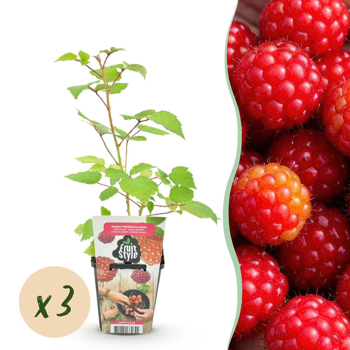 Japanische Weinbeere Rubus phoenicolasius winterhart 3 Pflanzen Ø9cm Höhe30cm – Rote Beeren – Exotische Obstpflanze für Garten & Balkon 