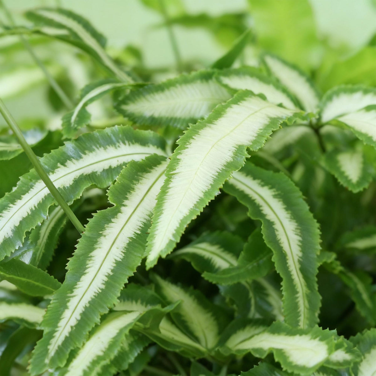Pteris cretica Albolineata 2er Set Pflanzen Mit Weißem Topf Ø12cm Höhe ca.20cm Schwertfarn Haustierfreundlich – Ansicht 11