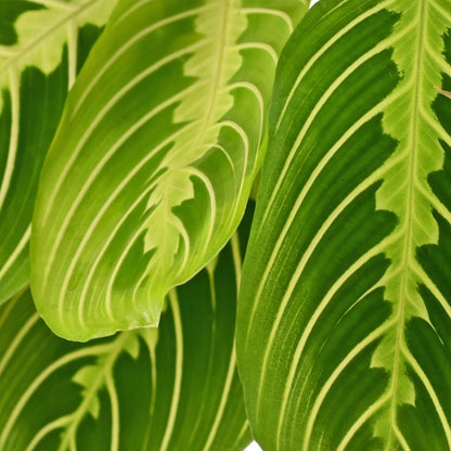 Green boutiQ - Zimmerpflanze - Maranta Fascinator Lemon Lime - Gebetspflanze - Haustierfreundliche Pflanze - Grün - 2 Pflanzen - mit Potter Weiß - Topf 12cm - Höhe 25cm 