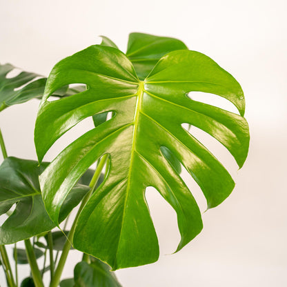 Monstera Deliciosa + Körbchen Selin - ↨80cm - Ø21cm 