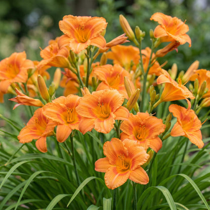 Taglilie 'Mauna Loa' – Hemerocallis 'Mauna Loa' – Topf Ø11cm – Bienenfreundliche Staude für Garten & Balkon – Ansicht 5