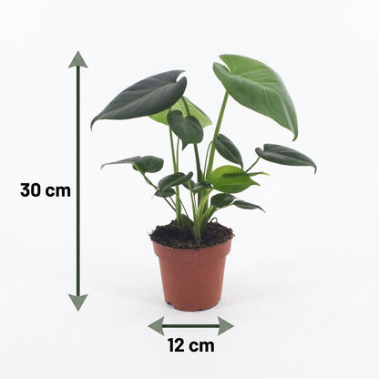 Fensterblatt – Monstera deliciosa – Topf Ø12cm – Höhe 30cm – mit weißem Dekotopf – Dekorative Zimmerpflanze – Ansicht 5