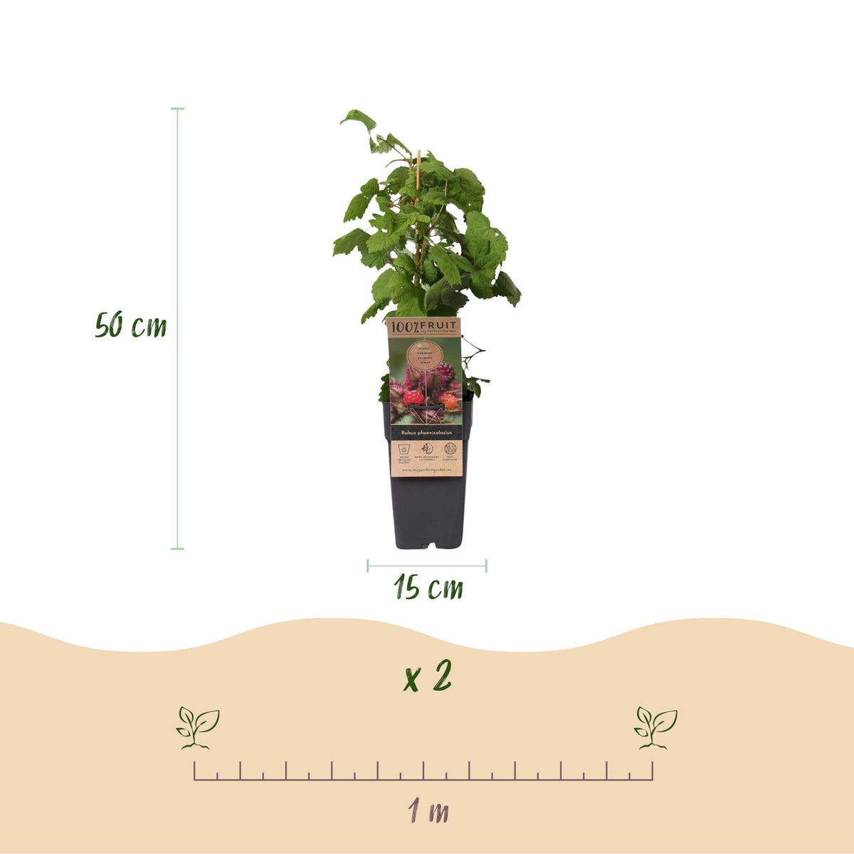Green boutiQ - Fruit Plant - Rubus phoenicolasius - Japanese Wine Berry - Hardy - Bright Red Raspberry - 2 Plants - Pot 15cm - Height 50cm 