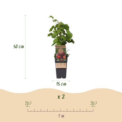 Green boutiQ - Fruit Plant - Rubus phoenicolasius - Japanese Wine Berry - Hardy - Bright Red Raspberry - 2 Plants - Pot 15cm - Height 50cm 