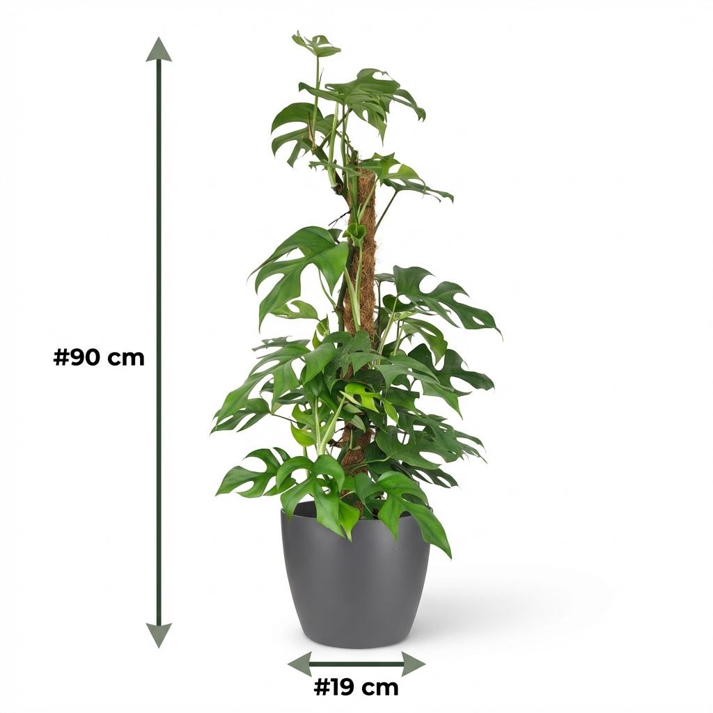 Monstera Minima am Moosstab 90cm – Mini Fensterblatt Zimmerpflanze im grauen Übertopf Ø19cm – tropische Lochblätter – pflegeleicht für Wohnung & Büro, ideal bei Halbschatten, moderat gießen 