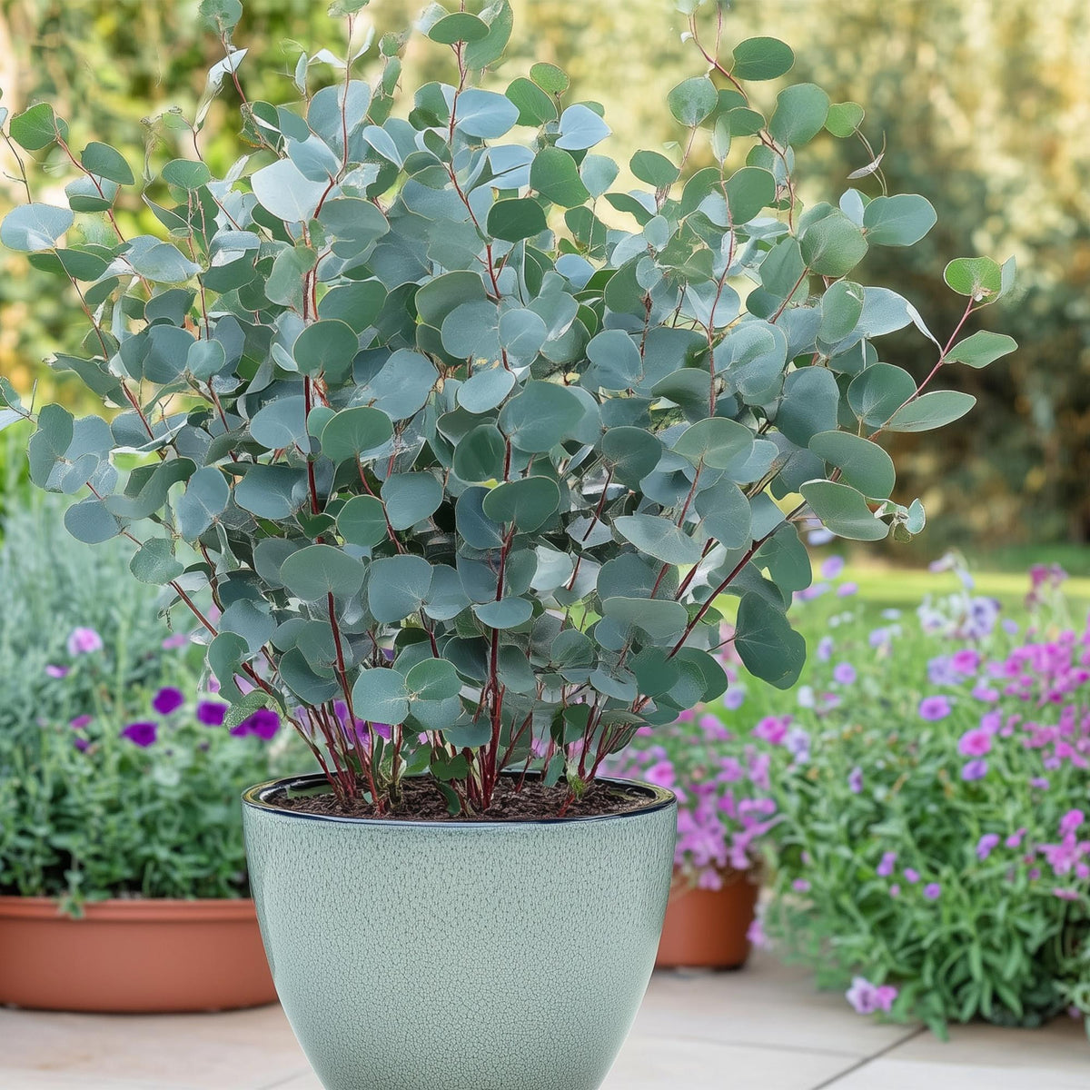 Eukalyptusbaum Eucalyptus gunnii – 2 Pflanzen – Winterhart – Topf Ø14 cm, Höhe ca. 30 cm – Duftende Terrassenpflanze – Blaugrüne Blätter – Für Garten, Balkon & Terrasse 