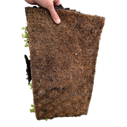 GreenboutiQ - Bodendecker - Winterhart - Sedummatte - Besteht aus 10 Sorten - X4 - Wenig Pflege - Länge 50cm Breite 30cm 