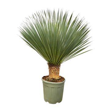 Palmlilie – Yucca Rostrata – Zimmerpflanze – ca. 120cm hoch – Exotische Wüstenpflanze mit blaugrüner Krone – Pflegeleicht, trockenheitsresistent & winterhart – Für Wohnzimmer, Terrasse & Garten 