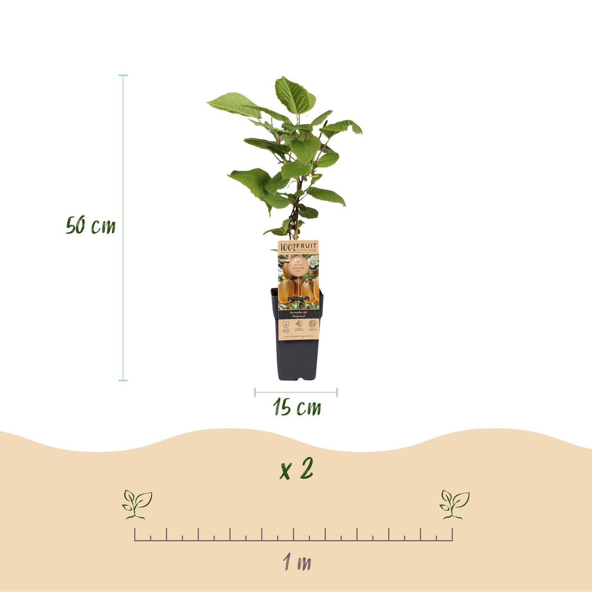 Green boutiQ - Fruit Plant - Actinidia Weiki & Hayward - Kiwi Plant - 1 Male - 1 Female - Plants - Green - Pot 15cm - Height 50cm 
