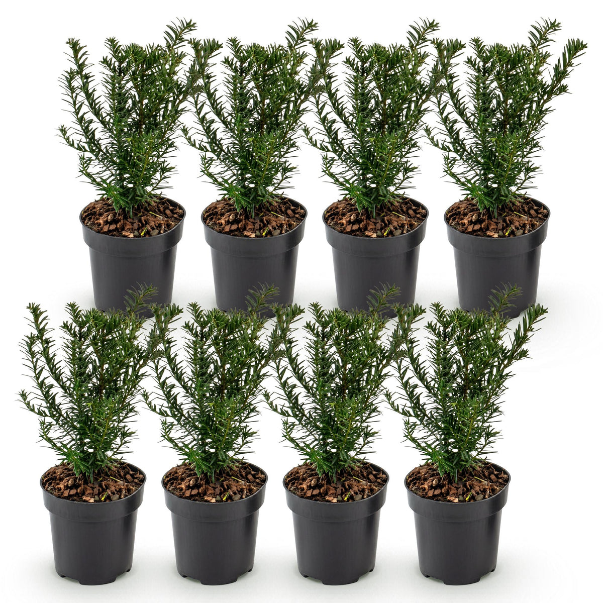 Europäische Eibe – Taxus baccata – 8 Heckenpflanzen – Topf Ø9cm – Höhe 20-30cm – Winterhart & immergrün – Ansicht 2