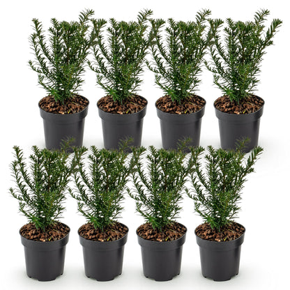 Europäische Eibe – Taxus baccata – 8 Heckenpflanzen – Topf Ø9cm – Höhe 20-30cm – Winterhart & immergrün – Ansicht 2