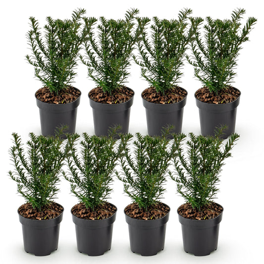 Europäische Eibe – Taxus baccata – 8 Heckenpflanzen – Topf Ø9cm – Höhe 20-30cm – Winterhart & immergrün – Ansicht 2