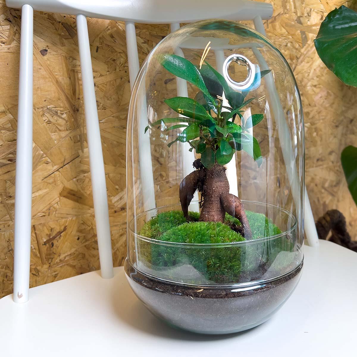 Flaschengarten Egg XL Bonsai – DIY Bausatz Terrarium – ↕30cm – Do-It-Yourself Pflanzen-Set im Glas mit Korkdeckel – Autarkes Mini-Ökosystem – Inkl. Ficus Ginseng Bonsai & Moos – Für Wohnung & Büro 