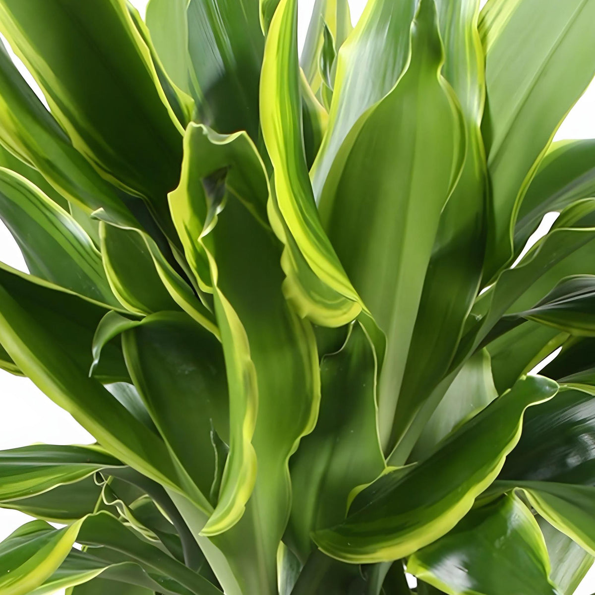 Green boutiQ - Zimmerpflanzen - Dracaena fragrans Golden Coast - Drachenbaum - Wenig Pflege - mit Korb - Bunt - 1 Pflanze - Topf 17cm - Höhe 50-55cm 