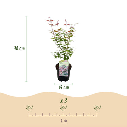 Japanischer Ahorn Acer palmatum 'Phoenix' – Rosa-Rot – Balkon- & Gartenpflanze – Ø19 cm – Ca. 70 cm hoch – Handförmiges Laub mit intensiver Herbstfärbung 