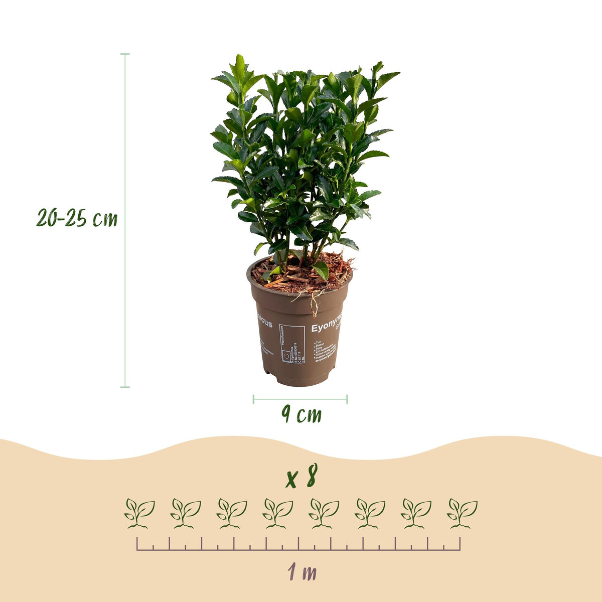 Pfaffenhütchen – Euonymus japonicus 'Green Spire' – 16 Heckenpflanzen – Topf Ø9cm – Höhe 20-25cm – Ansicht 4