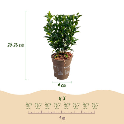 Pfaffenhütchen – Euonymus japonicus 'Green Spire' – 16 Heckenpflanzen – Topf Ø9cm – Höhe 20-25cm – Ansicht 4