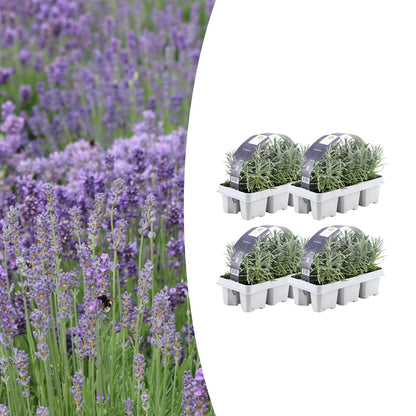 Lavandula angustifolia – Echter Lavendel – Ø7cm – ↕15cm – 12 Pflanzen – Duftende & Mediterrane Pflanzen – Für Garten, Balkon 