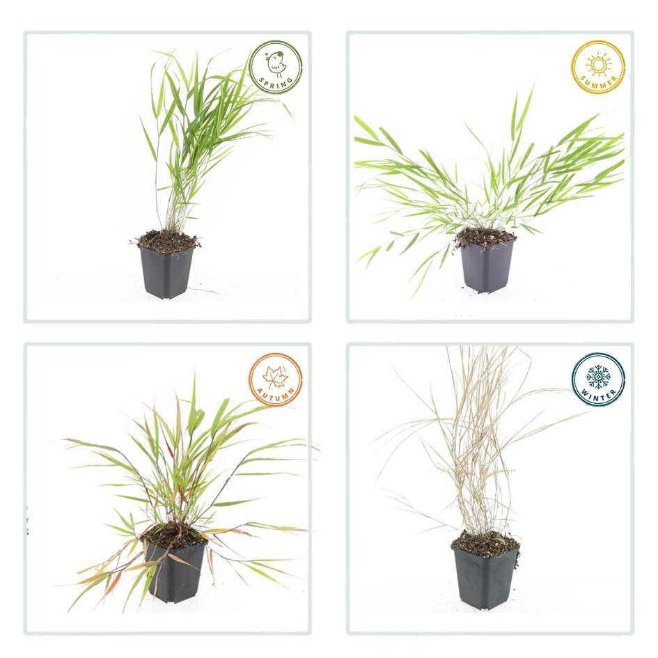 Japan-Zwergschilf Hakonechloa macra – ↕10-25cm – Ø9cm – 6 Pflanzen – Elegantes, winterhartes Ziergras für schattige Gärten – Bodendecker & Gartendekoration 