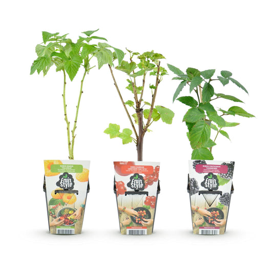 Obstpflanzen Set winterhart 3 Pflanzen Ø9cm Höhe30cm – Rote Johannisbeere Gelbe Himbeere Schwarze Brombeere – Ideal für Garten Beet Balkon & Terrasse 