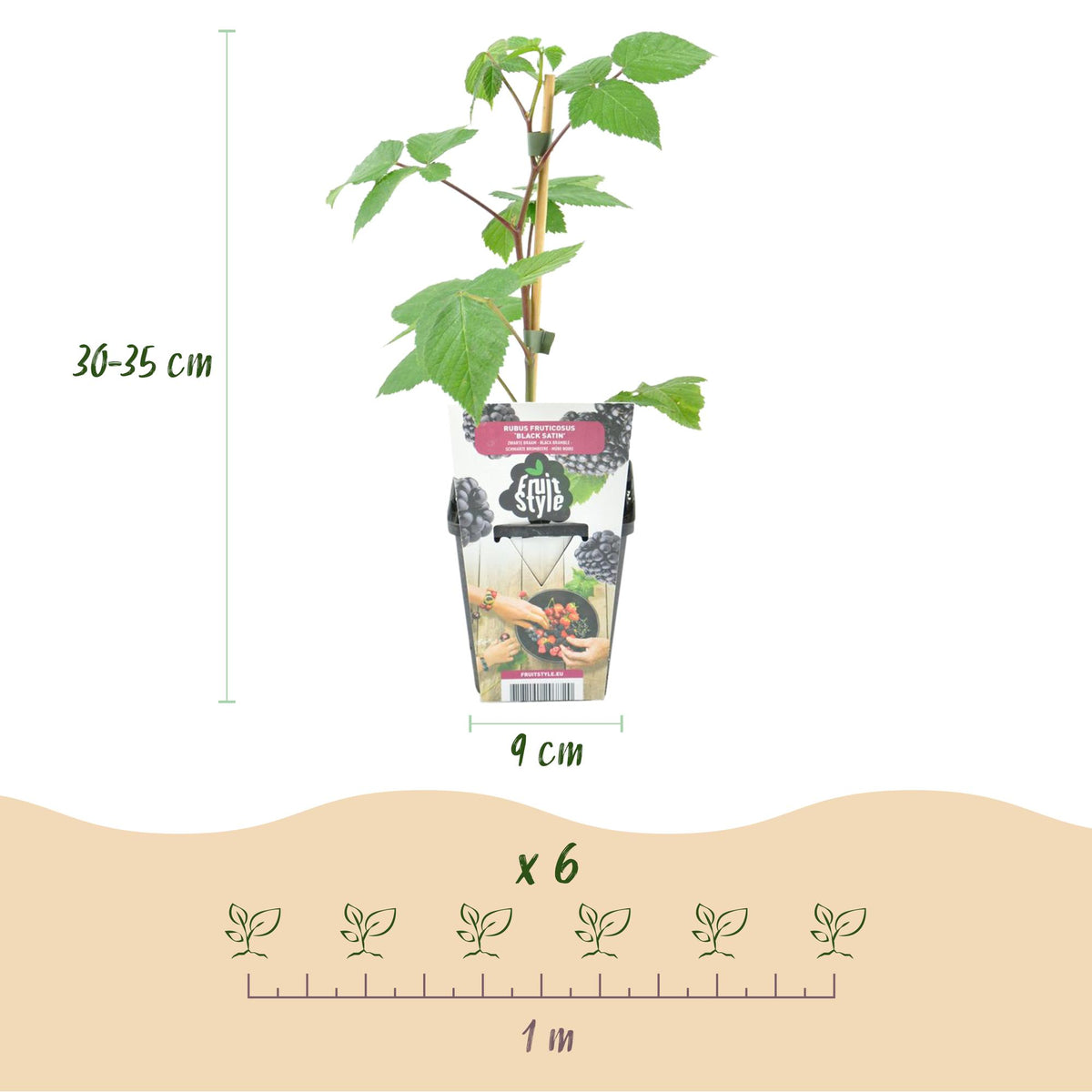 Brombeere Rubus fruticosus Black Satin winterhart 3 Pflanzen Ø9cm Höhe 30cm – Schwarze Brombeere für Garten Beet Balkon & Terrasse 