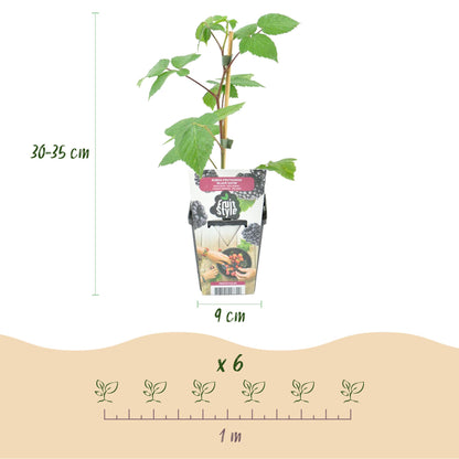 Brombeere Rubus fruticosus Black Satin winterhart 3 Pflanzen Ø9cm Höhe 30cm – Schwarze Brombeere für Garten Beet Balkon & Terrasse 