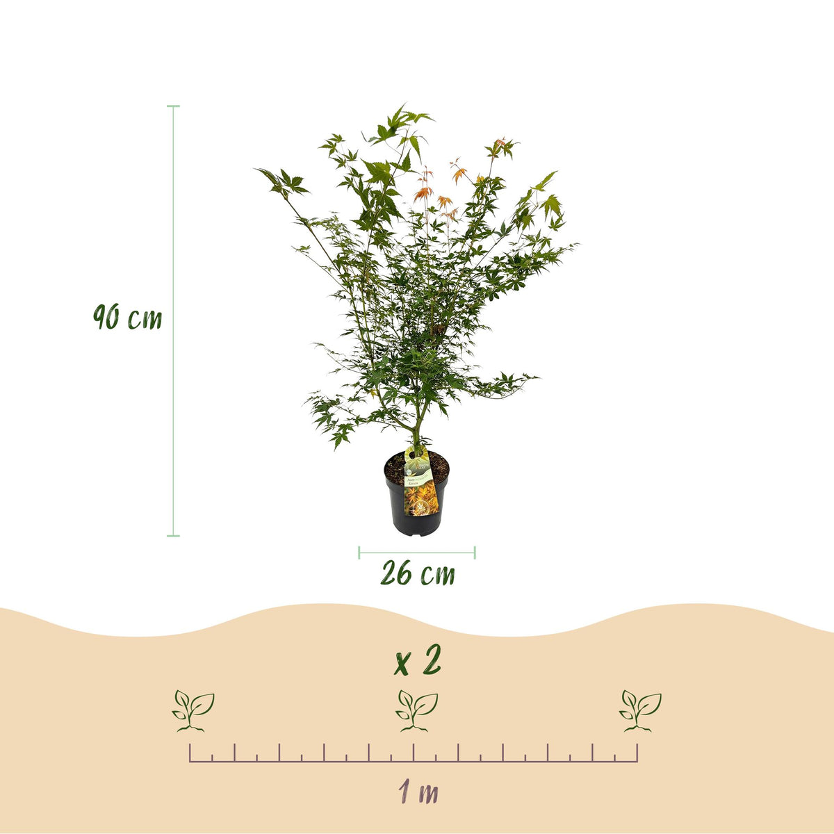 Green boutiQ - Gartenpflanze - Acer palmatum Katsura - Japanischer Ahorn - Laubabwerfend - Grün - 1 - Topf 26cm - Höhe 90cm 